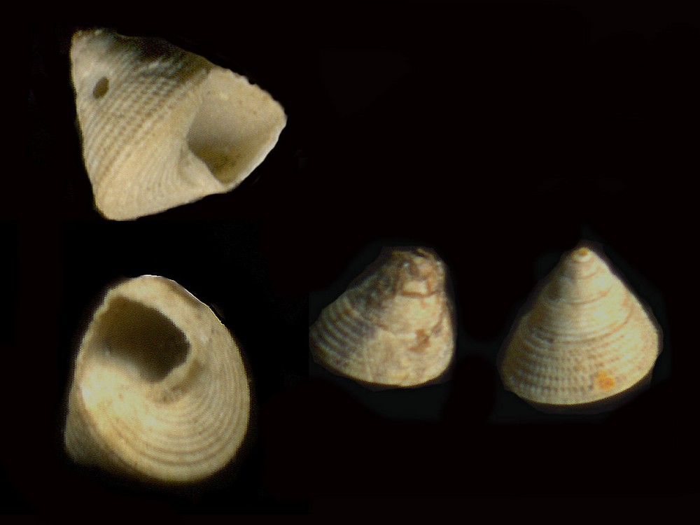 Clelandella aurea  juv.